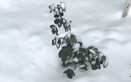 ��� �������� ����� �� �������� � ������ �������