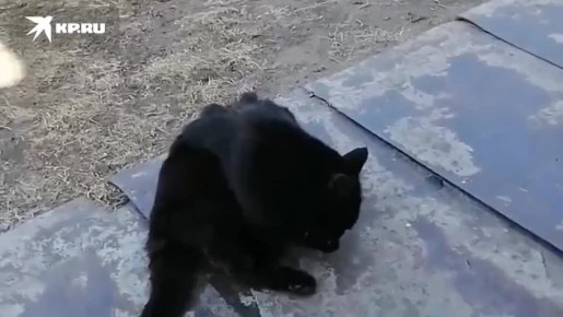 ���� ������� � ������ �� ���: ��� ������������� ����������� ������ �����, �������� ��� �������������