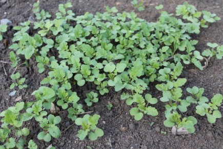 ������ �������� ��� �������� ������� � ������� � �������