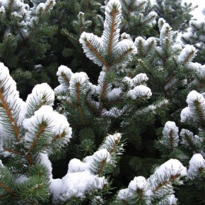 ������� ������� �����: �������� ���� ��� ����