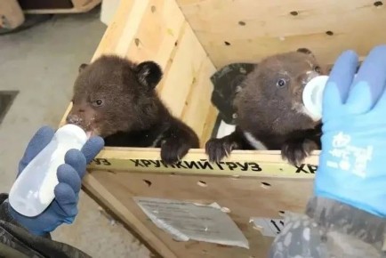 ���� ����������� �������� �� �������� ��������� � ������������� �������