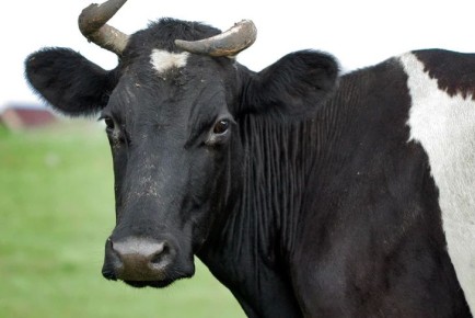 ������������� ������ ���������� �� ����� ����� ���