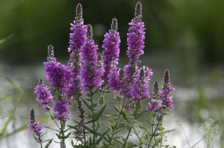 ����� ���������� ���������: ������� ��������� �����������