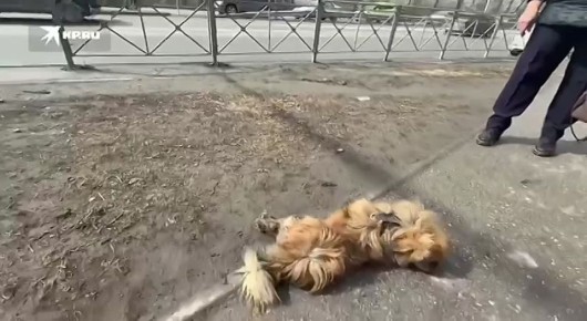 � ������������ ��������� ������� ��������, �������� � ����� ������ ���� ����������� �������� � ��������� � �������