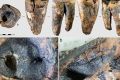 Новосибирские ученые доказали, что неандертальцы лечили зубы 59 000 лет назад