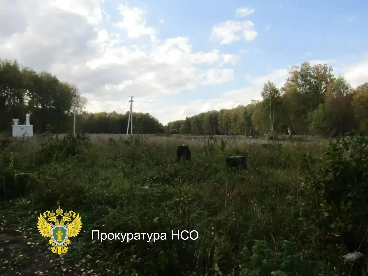 В Новосибирской области двое мужчин осуждены за незаконную рубку лесных насаждений