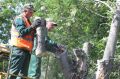 Об обрезке деревьев новосибирцев будут предупреждать заранее