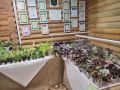 Новосибирцев приглашают на выставку «Весенние цветы»