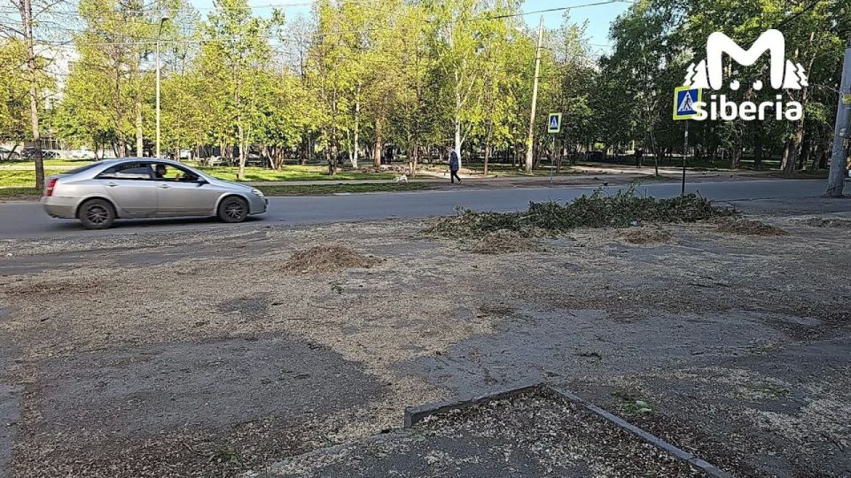 Деревья вырубают на аллее в Новосибирске Деревья вырубают на аллее в Новосибирске
