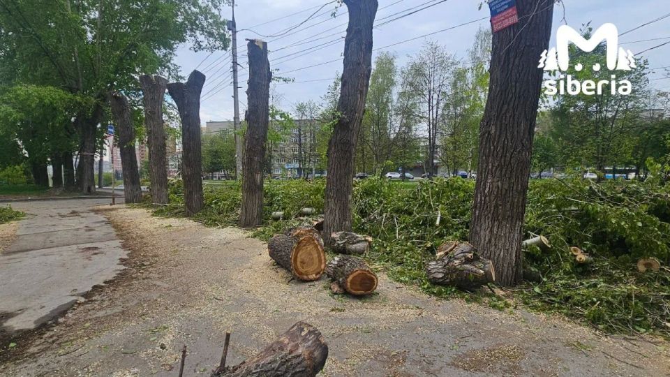 Деревья вырубают на аллее в Новосибирске Деревья вырубают на аллее в Новосибирске