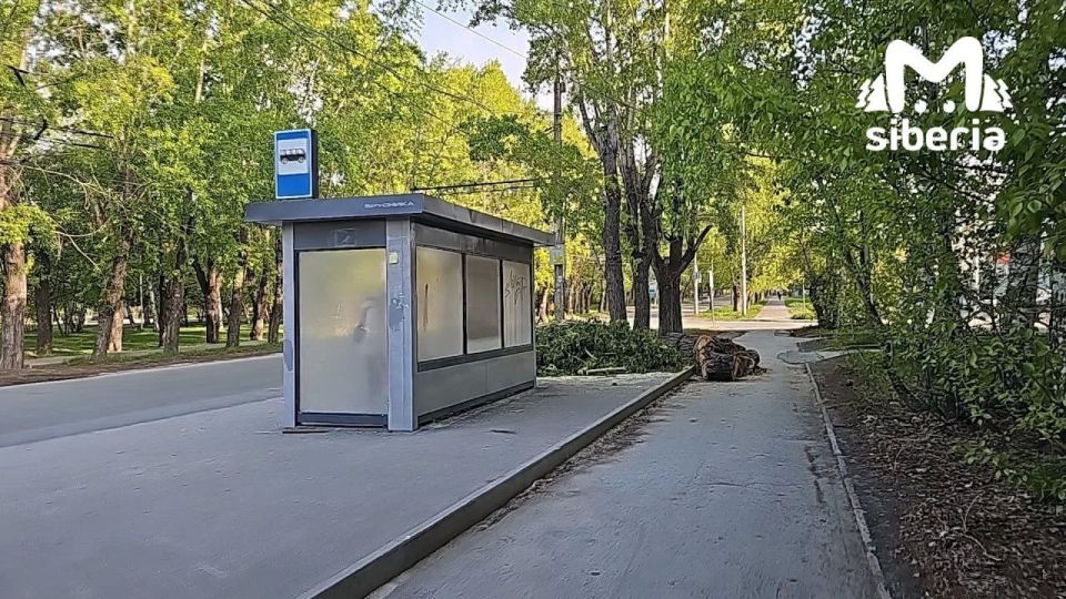 Деревья вырубают на аллее в Новосибирске Деревья вырубают на аллее в Новосибирске