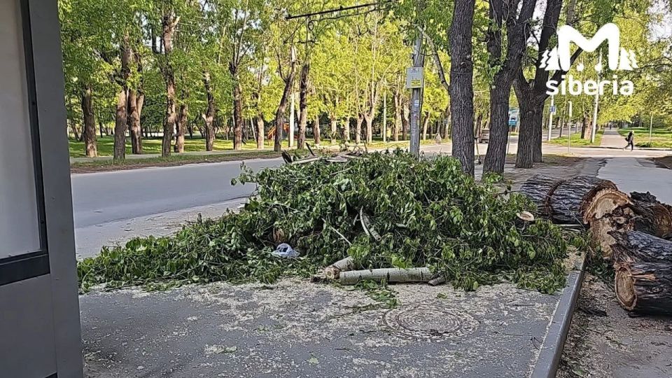 Деревья вырубают на аллее в Новосибирске Деревья вырубают на аллее в Новосибирске