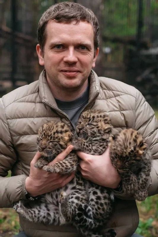В Новосибирском зоопарке имени Шило появились на свет трое детенышей дальневосточного леопарда, который внесен в Международную красную книгу В Новосибирском зоопарке имени Шило появились на свет трое детенышей дальневосточного леопарда, который внесен в Международную красную книгу