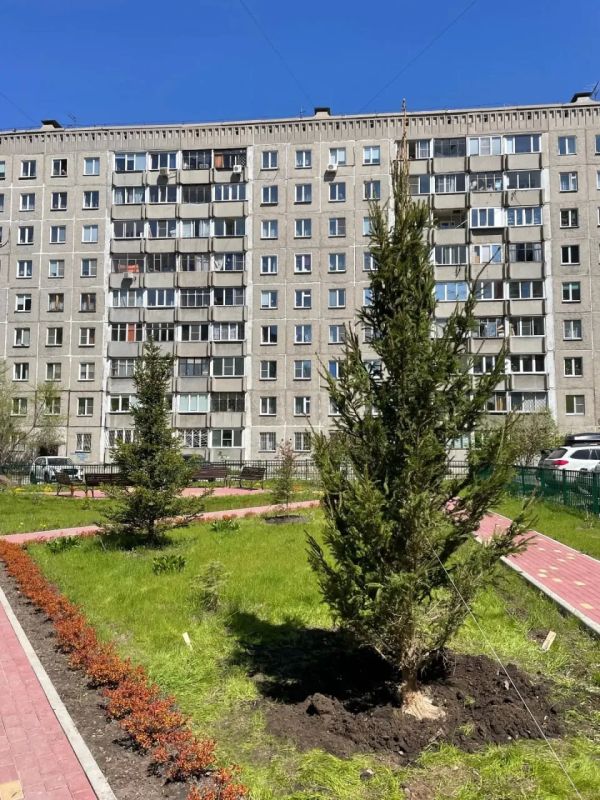 Ели, сосны, кедры и рябины – более 50 крупномеров высадили в Октябрьском районе Ели, сосны, кедры и рябины – более 50 крупномеров высадили в Октябрьском районе