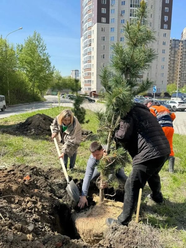 Ели, сосны, кедры и рябины – более 50 крупномеров высадили в Октябрьском районе Ели, сосны, кедры и рябины – более 50 крупномеров высадили в Октябрьском районе