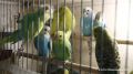 Новый состав корма для волнистых попугаев с добавлением пробиотика и повышенным содержанием протеина разработали в Новосибирске