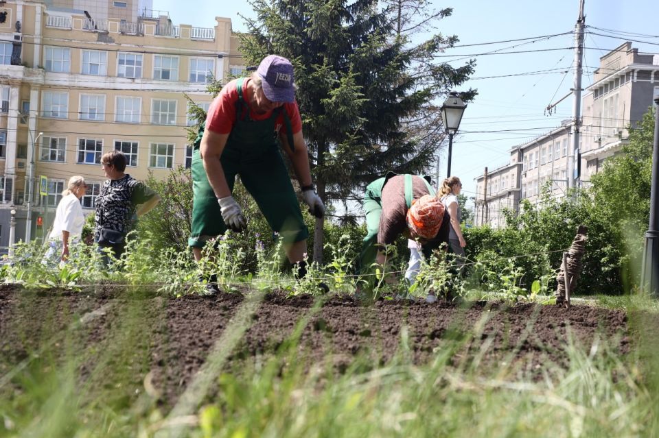 450 тысяч однолетних цветов высадят этим летом в Новосибирске 450 тысяч однолетних цветов высадят этим летом в Новосибирске