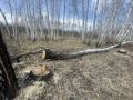 Житель НСО предстанет перед судом за незаконную рубку деревьев