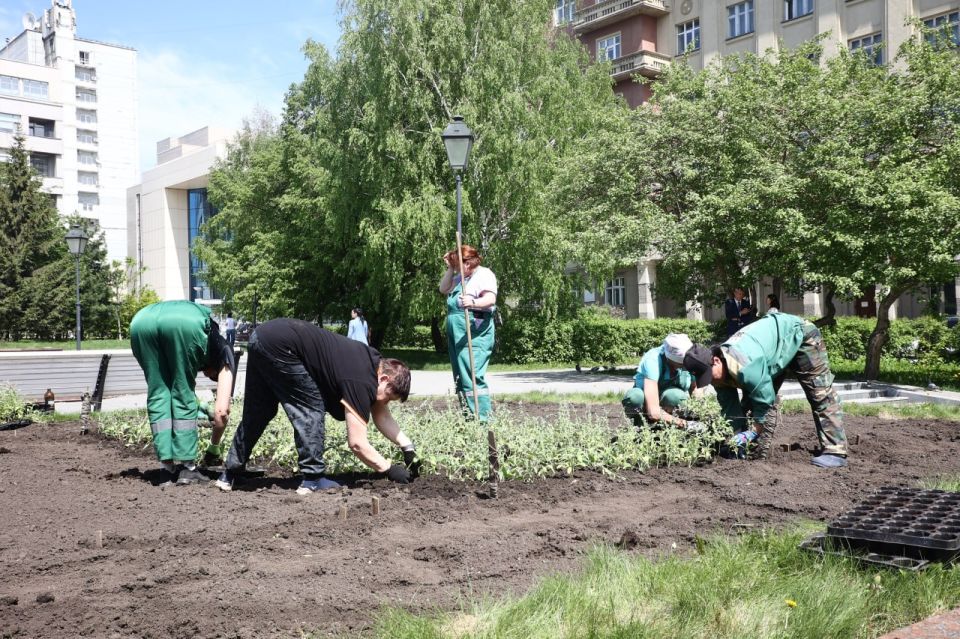 450 тысяч однолетних цветов высадят этим летом в Новосибирске 450 тысяч однолетних цветов высадят этим летом в Новосибирске