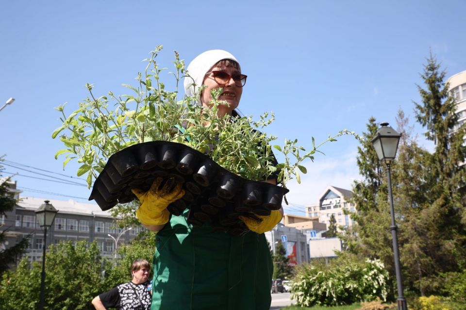 450 тысяч однолетних цветов высадят этим летом в Новосибирске 450 тысяч однолетних цветов высадят этим летом в Новосибирске