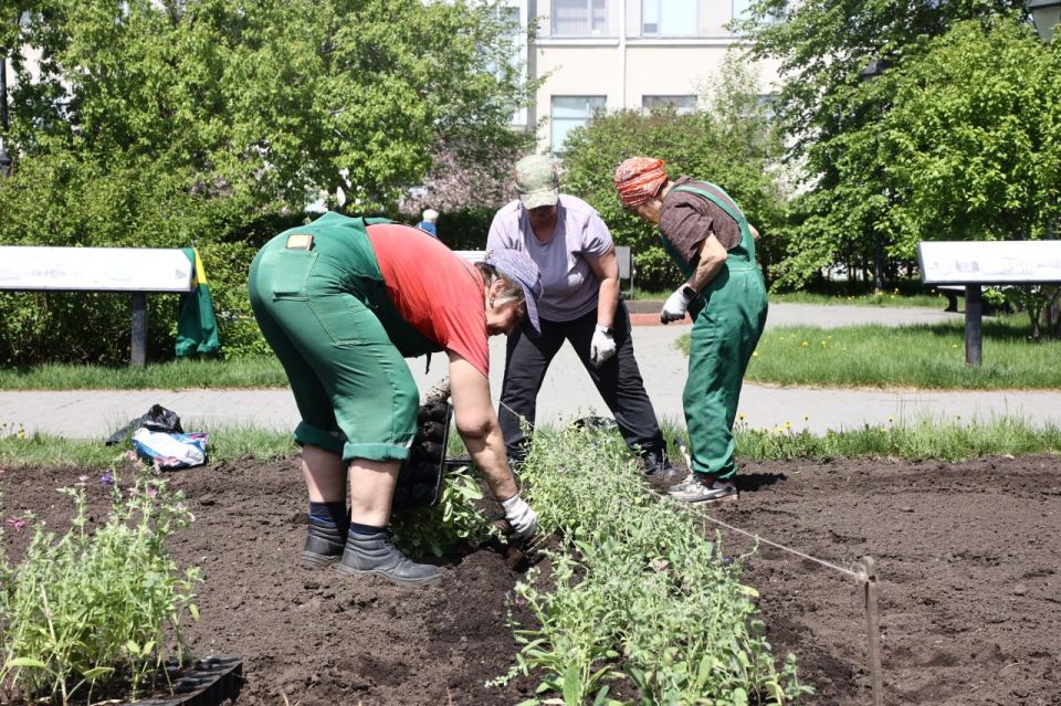 450 тысяч однолетних цветов высадят этим летом в Новосибирске 450 тысяч однолетних цветов высадят этим летом в Новосибирске