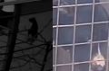 В Новосибирске псу, растерзавшему чихуахуа, ищут нового хозяина