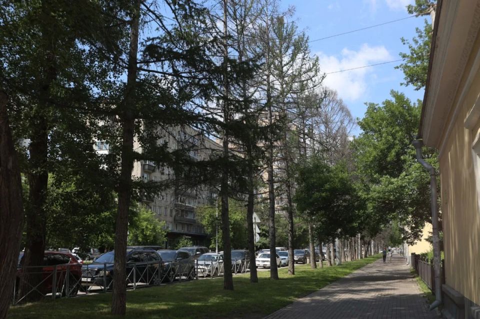 Мэр Кудрявцев поручил оживить лиственницы у Центрального парка