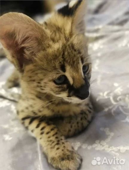 Котенок за 450 тысяч рублей