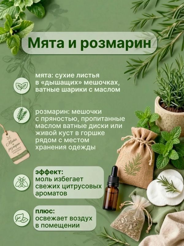 Моль? Не в моём шкафу!. Нафталин — прошлый век Моль? Не в моём шкафу!. Нафталин — прошлый век