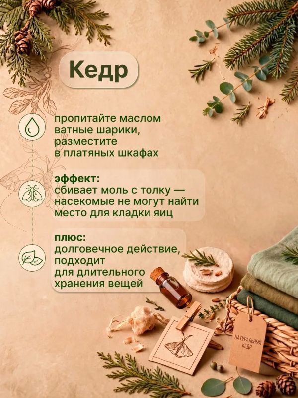 Моль? Не в моём шкафу!. Нафталин — прошлый век Моль? Не в моём шкафу!. Нафталин — прошлый век