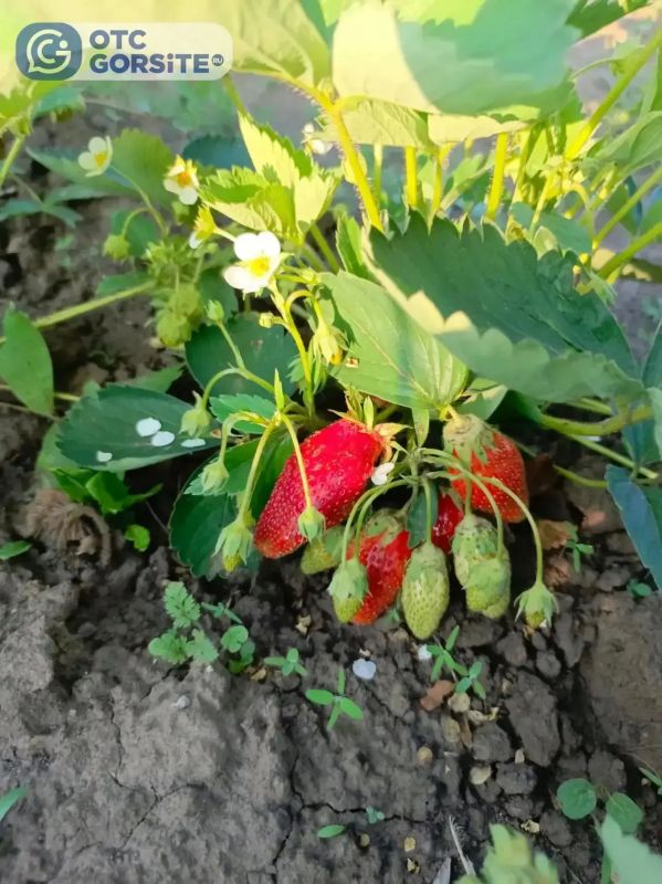 Первую клубнику собирают на дачах Первую клубнику собирают на дачах