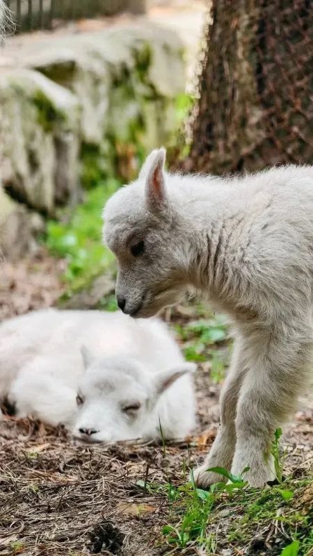 У снежных коз родились малыши