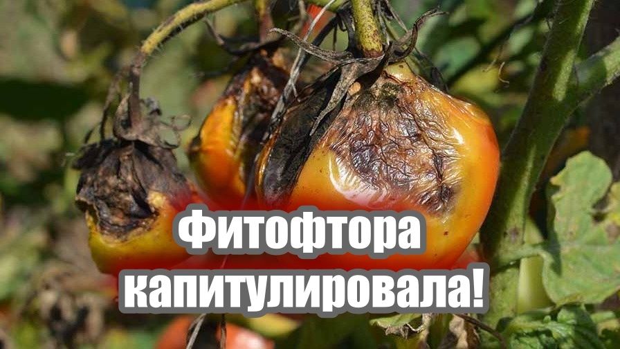 Как справиться с фитофторой на помидорах: проверенные народные методы и советы