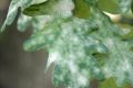 ��������� ���� ����: ��� ���������� � ���� ���������