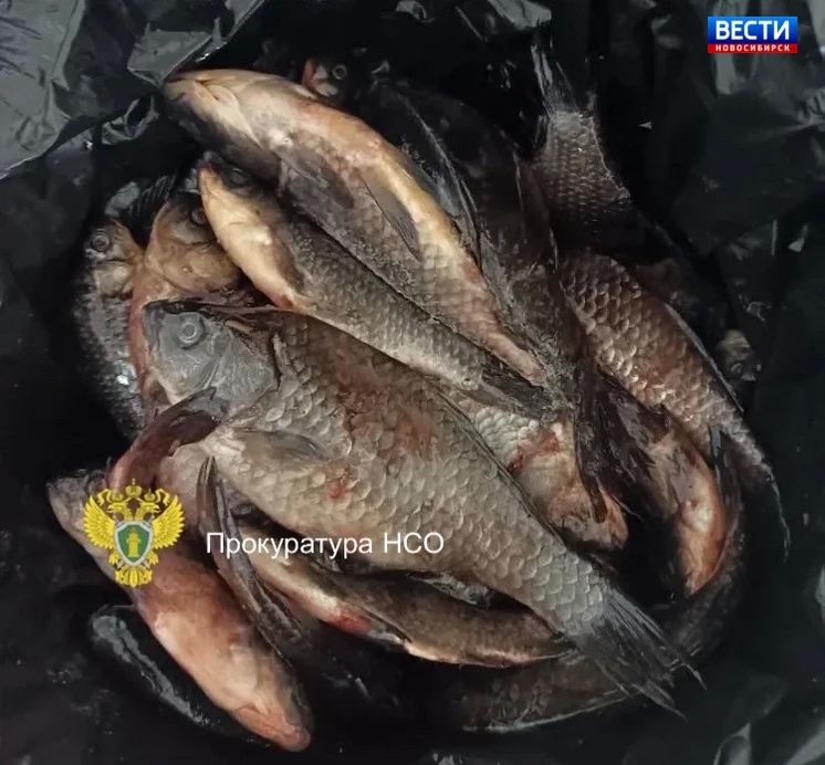 Незаконная рыбалка. В Карасукском районе Новосибирской области 68-летний пенсионер попал под суд за рыбалку в период нереста