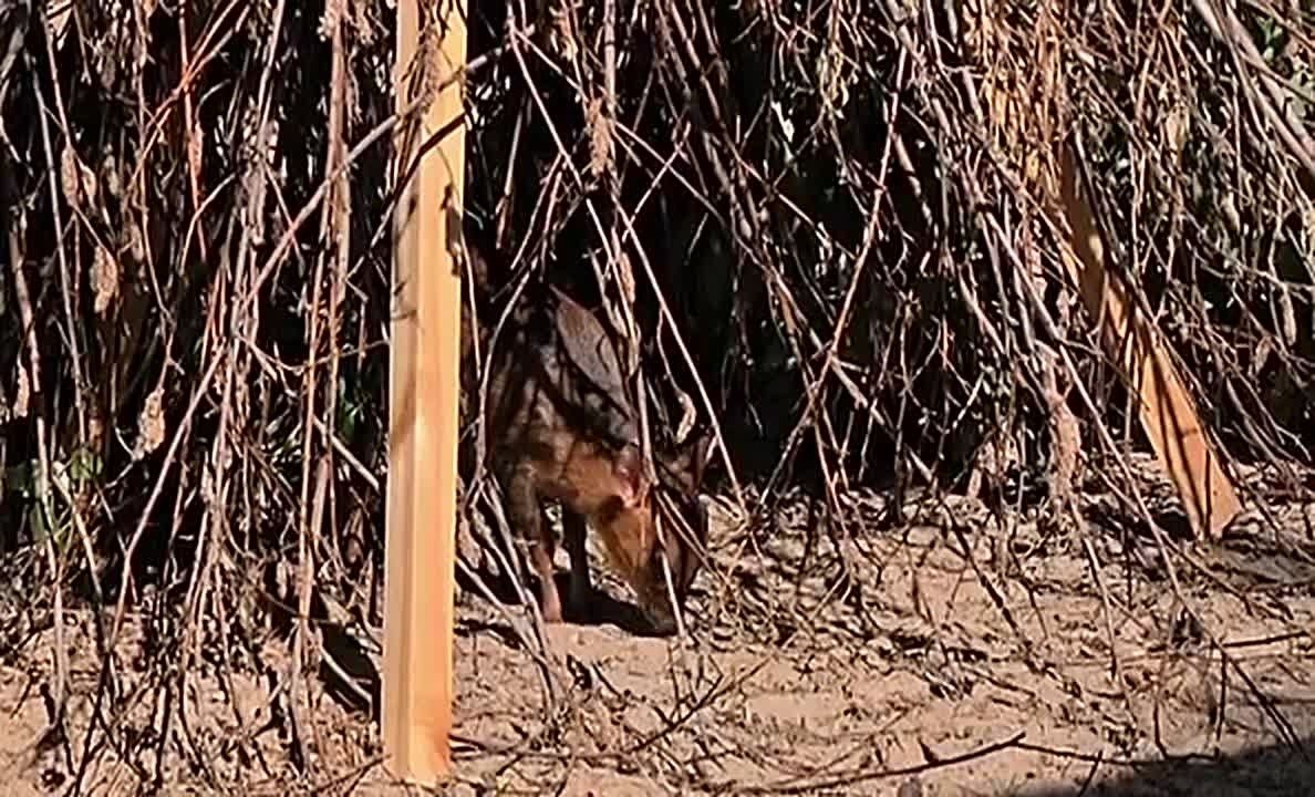 В Новосибирском зоопарке у китайских мунтжаков впервые родился детеныш