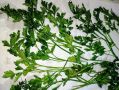 Лайфхаки для хранения зелени: как не выбрасывать еду