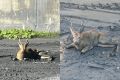 Молодую косулю нашли на территории завода «Искитимцемент»