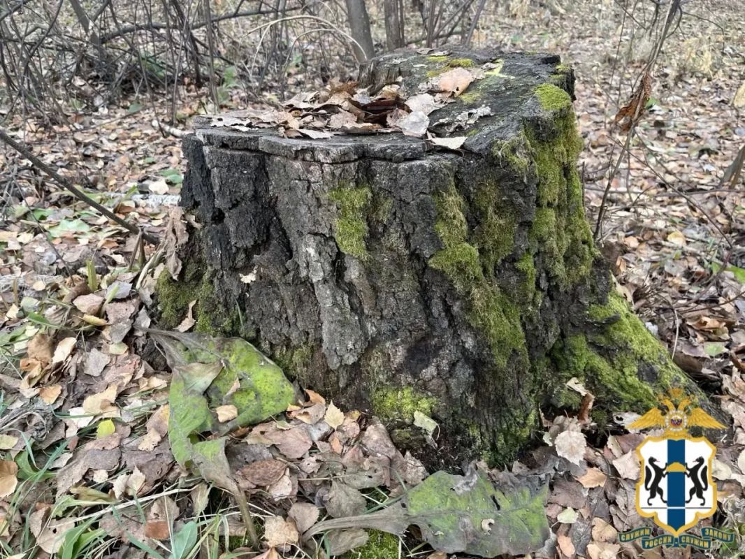 В Новосибирской области в суд направлено уголовное дело по факту незаконной рубке лесных насаждений В Новосибирской области в суд направлено уголовное дело по факту незаконной рубке лесных насаждений