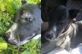 «Соседи слышали визг и лай»: в Новосибирске волонтеры спасают собаку Виту, которую жестоко избил хозяин