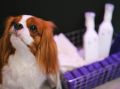 История DipClean: от семьи к философии уборки