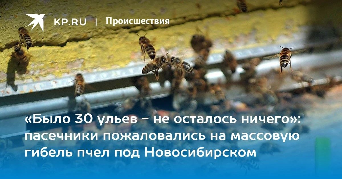 «Было 30 ульев - не осталось ничего»: пасечники пожаловались на массовую гибель пчел под Новосибирском