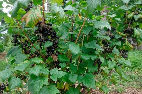 Смородина Деликатес: секреты успешного выращивания и безупречного урожая