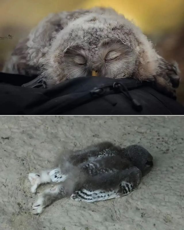 У детёнышей сов одни из самых милых привычек сна в животном мире