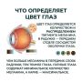 Цвет глаз – это не только уникальный признак, но и результат взаимодействия генов, влияющий на количество меланина в радужной оболочке
