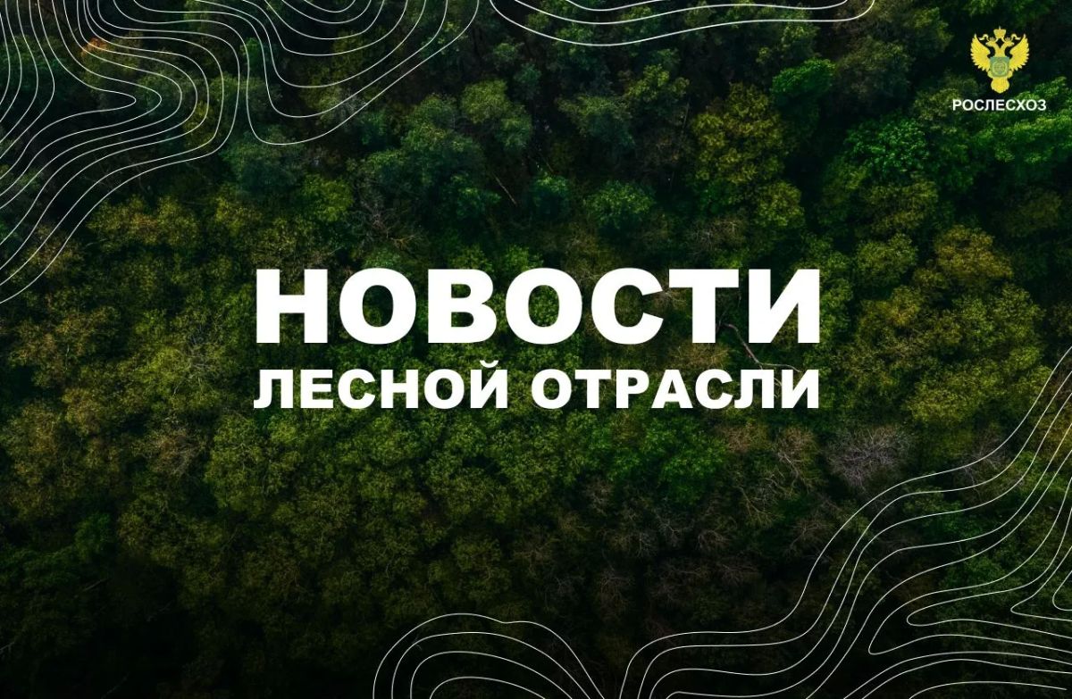 Интерфакс: Количество лесных пожаров сократилось в Томской области