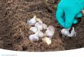 Секреты успешной посадки чеснока на зиму: как избежать распространенных ошибок