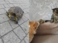 Черепаху спасли из мусорного бака