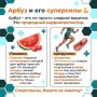 С точки зрения медицины, выбор между арбузом и дыней выглядит куда серьезнее, чем просто выбор десерта