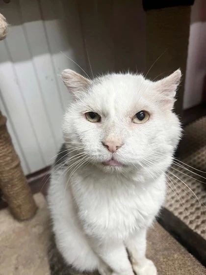 В Новосибирске волонтеры спасают брошенную кошку, у которой обнаружили рак В Новосибирске волонтеры спасают брошенную кошку, у которой обнаружили рак